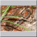 Zootoca vivipara - Waldeidechse 22 OS-Hasbergen Lehmwiese.jpg